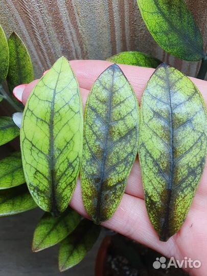 Замиокулькас Эмеральд Голд вариегатный (листы)