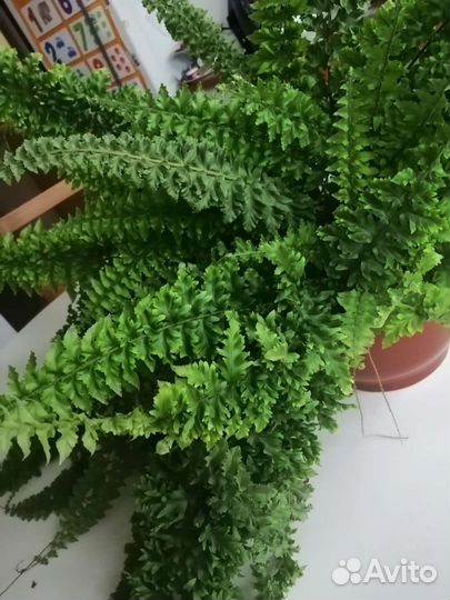 Папоротник кудрявый