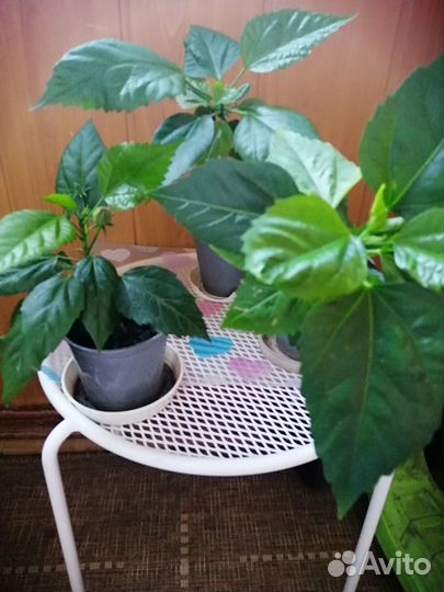 Гибискус, красный, полный, махровый