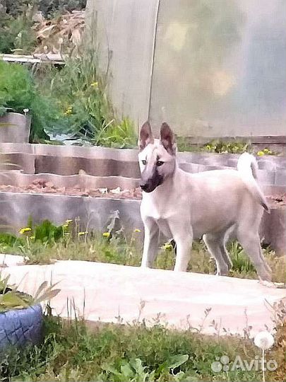 Щенки западно-сибирские лайки