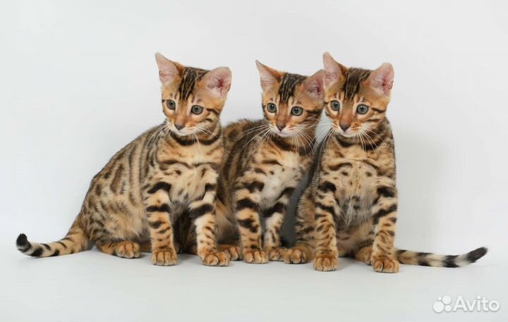 Бенгальские котята