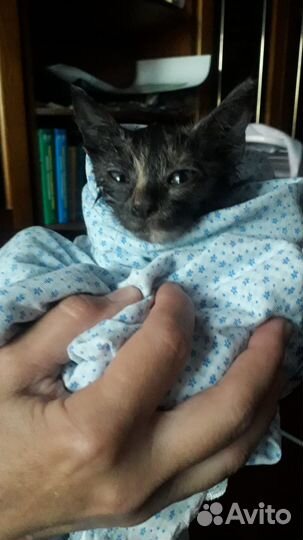 Котенок в добрые руки