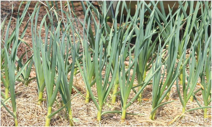 Привлекаем инвестиции в сельское хозяйство