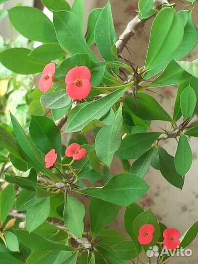 Лудизия, пуатсентия, молочай