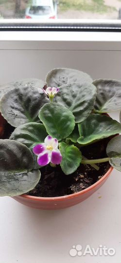 Фиалки цветущие в горшке