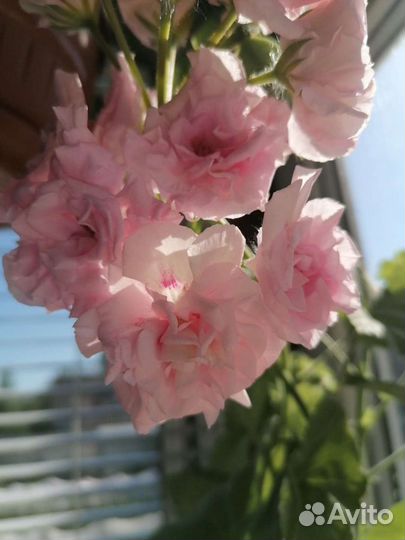 Пеларгония Rococo