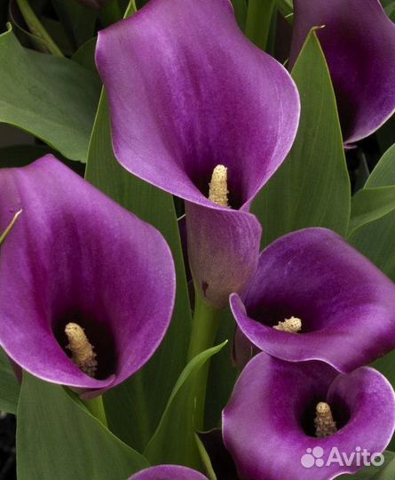 Каллы Канны Сирень саженцы разного цвета