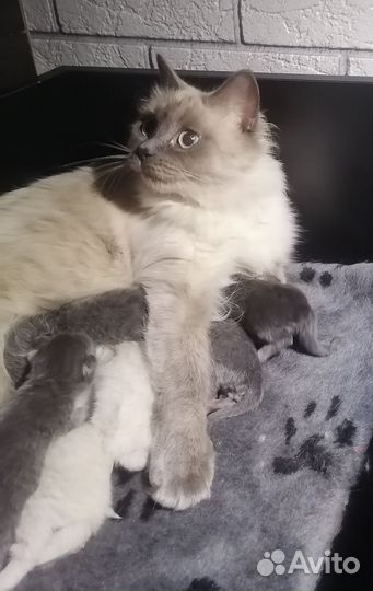 Котята от невской маскаоадной