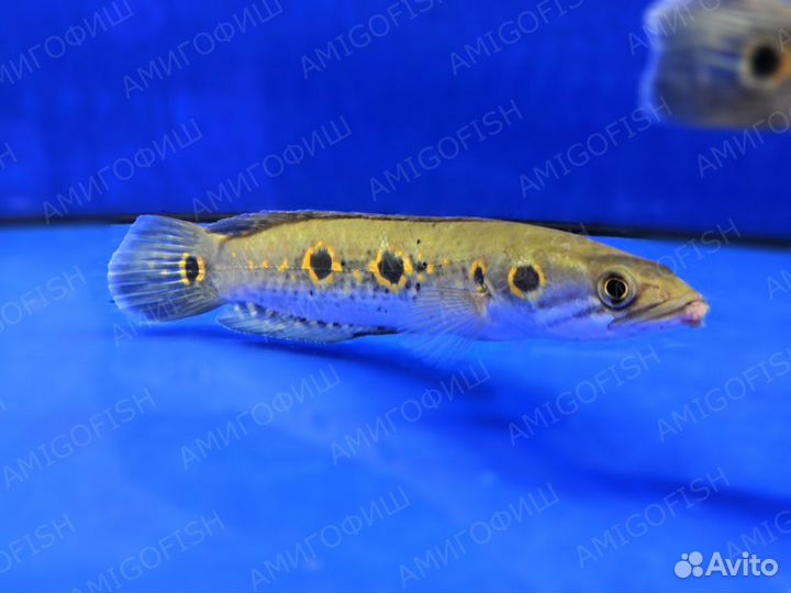 Змееголов глазчатый (Channa pleurophthalma)