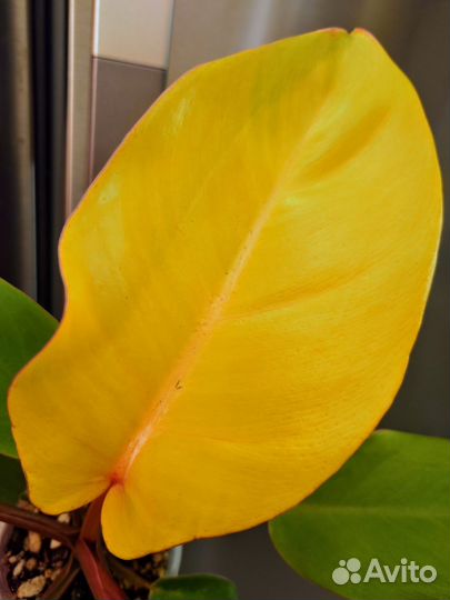 Филодендрон пинг тонг