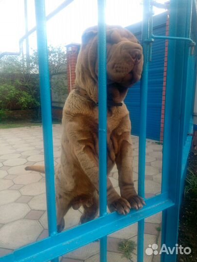 Шарпей вязка