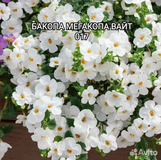 Бакопа, лобелия, немезия, сцевола