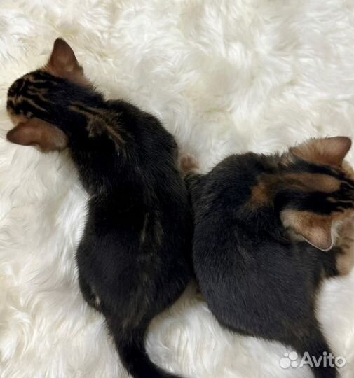 Бенгальские котята