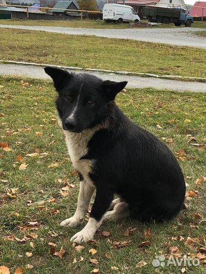 Собака в добрые руки