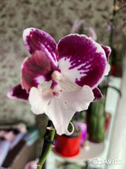 Орхидея фаленопсис