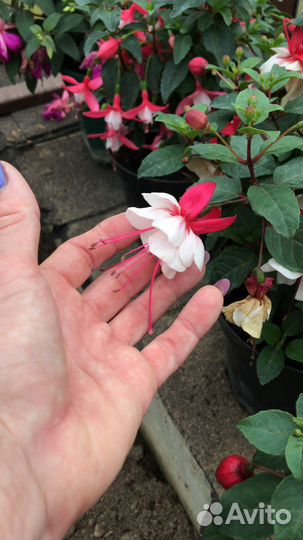 Черенки фуксии кустовой Classic