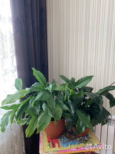 Спатифиллум и эухарис