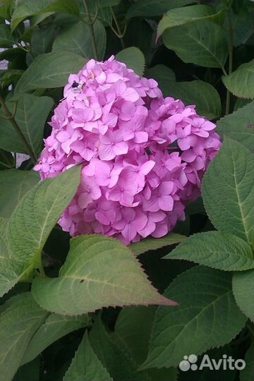 Саженцы гортензии
