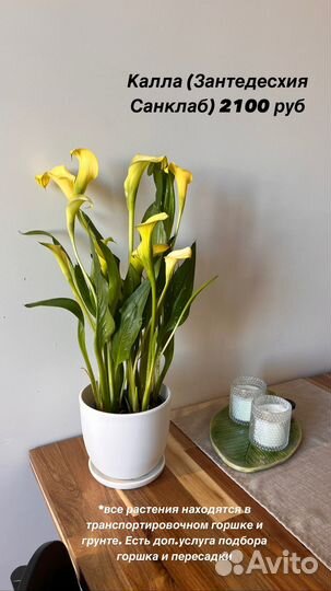 Нефролепис, Калла, Спатифиллум, Антуриум