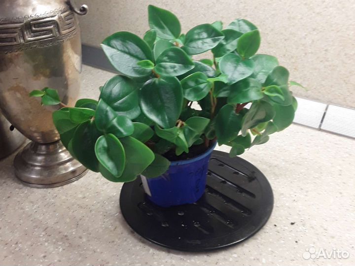 Пиперомия. Панданус. Спатифиллум