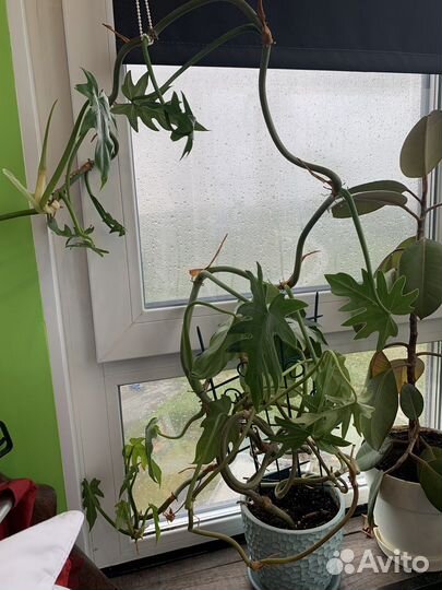 Филодендрон комнатное неприхотливое растение