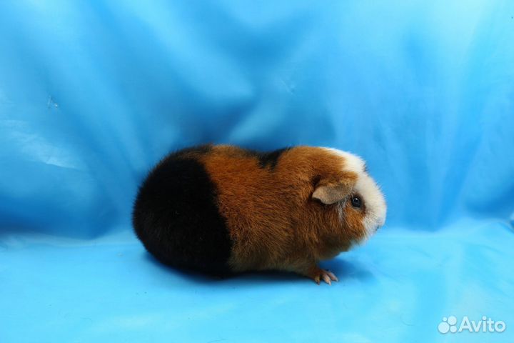 Морские свинки Американский Тедди