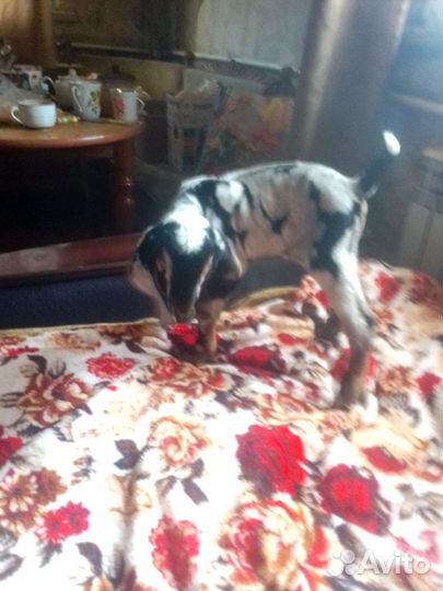 Нубийские козы