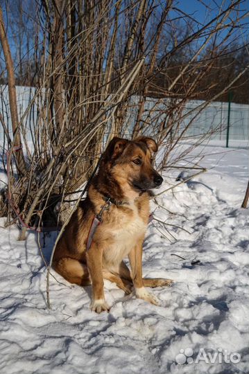 Собака в добрые руки