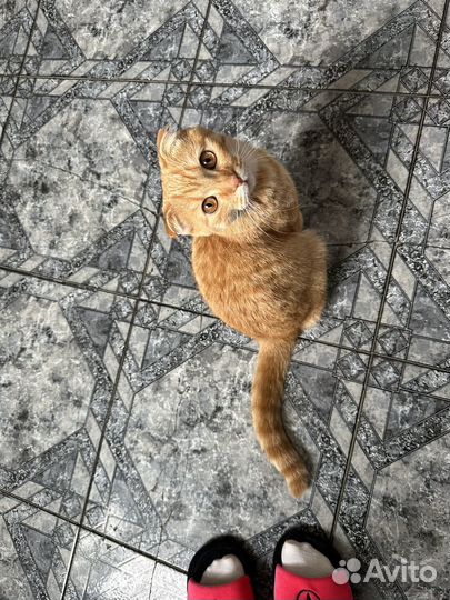 Найден кот