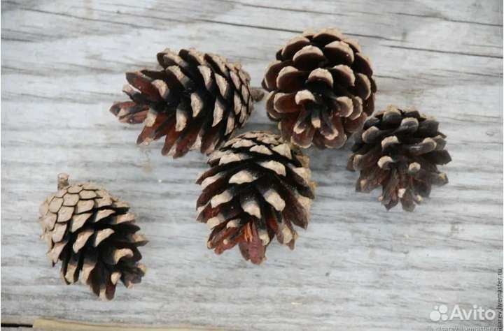 Шишки сосновые