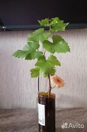 Саженцы винограда