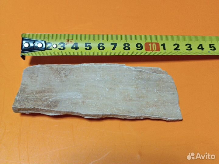 Окаменелое дерево.Карьер на юге Харьковской обл