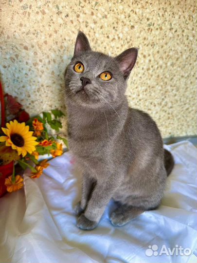 Молодой котик