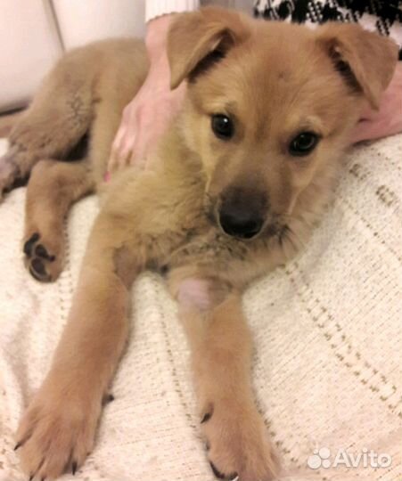 Золотко в дар