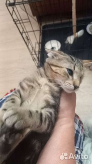 Котята в дар бесплатно