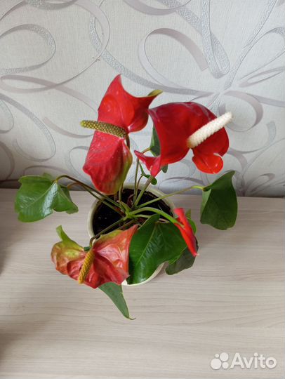 Антуриум в горшке отросток от красного