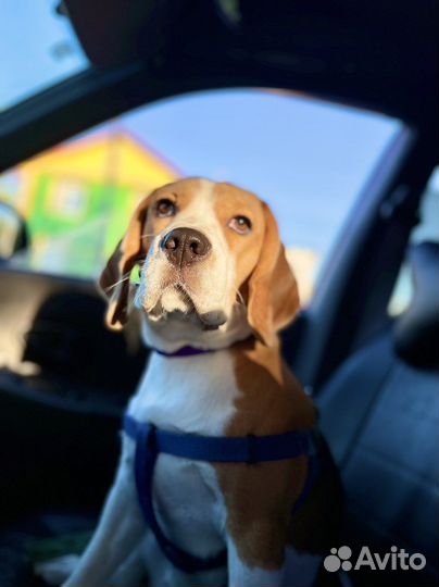 Бигль вязка