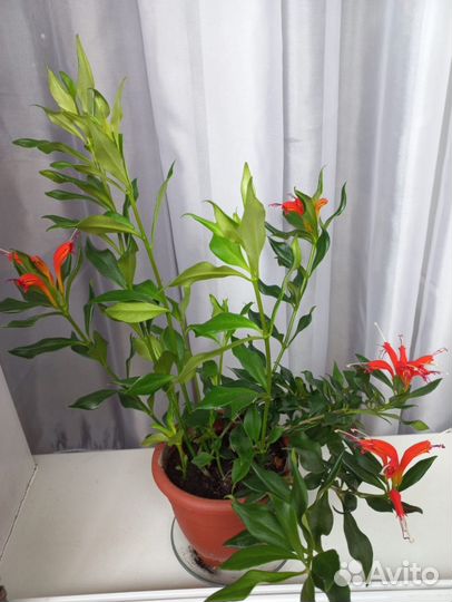 Эсхинантус ассорти