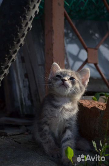 Котята в добрые руки мальчики