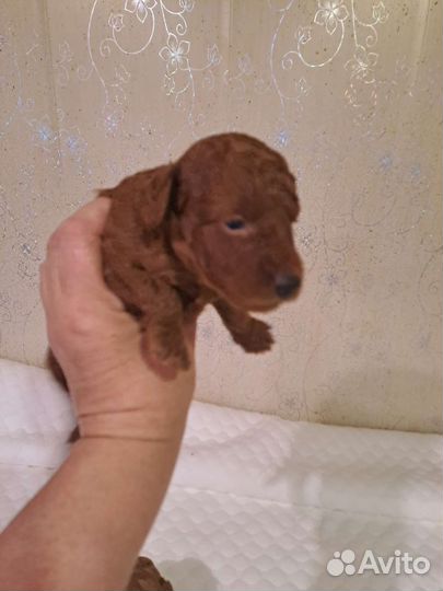 Щенки той пуделя. Мальчики. С. документами. скор