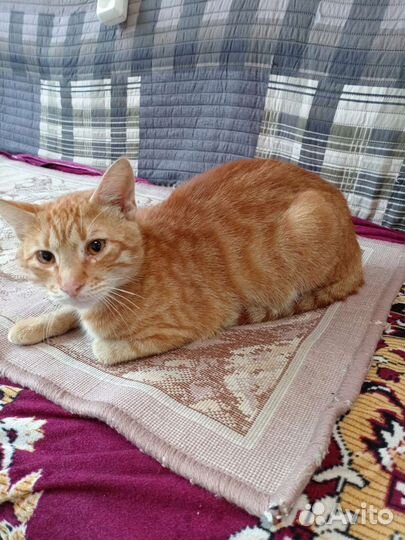 Нашли котика