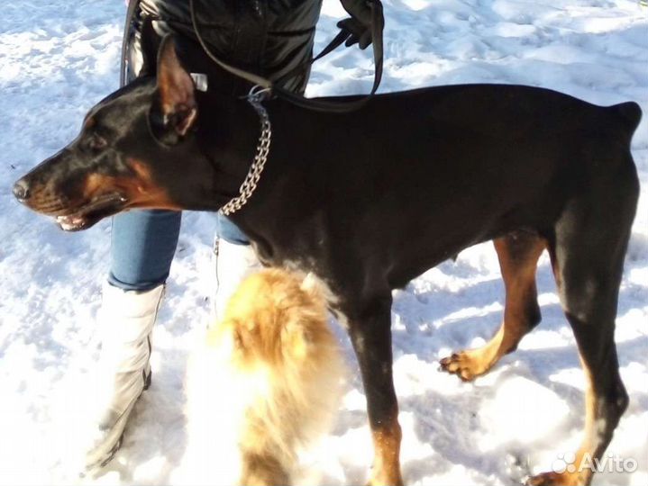 Доберман(вязка)