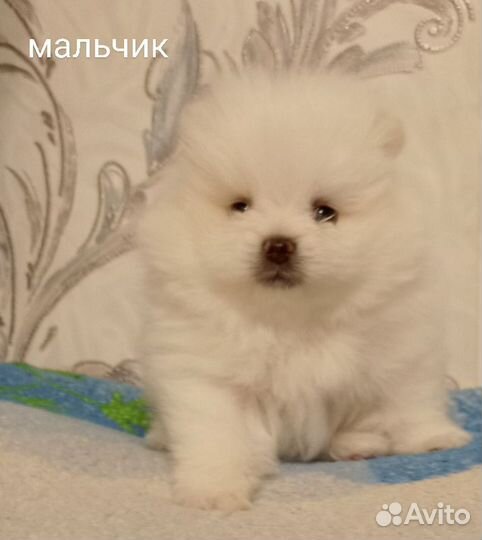 Померанский белый мишка мини щенок мальчик