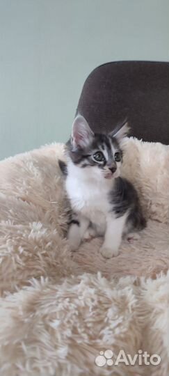Котенок Люсенька