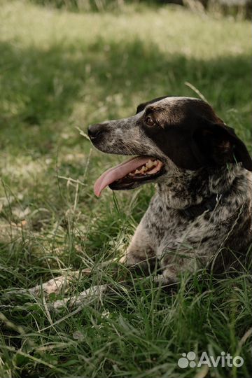 Собака в добрые руки