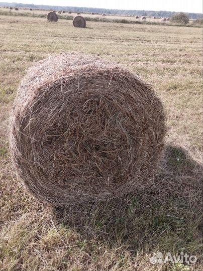 Сено в рулонах