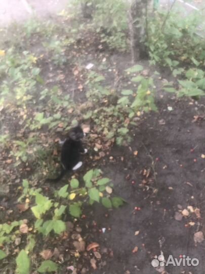 Котята в добрые руки даром