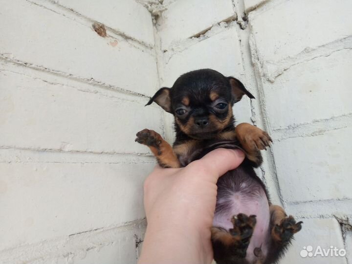 Чихуахуа мини