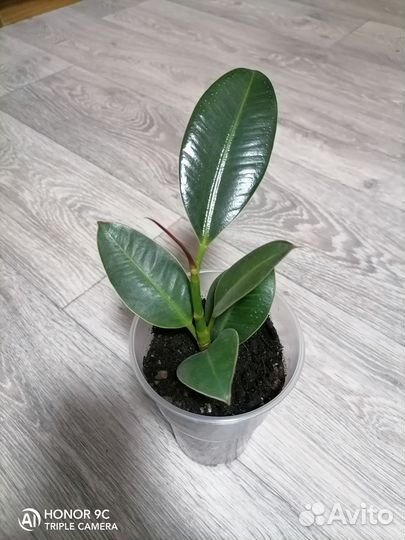 Фикус Эластика Мелани