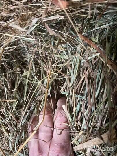 Сено Оптом с доставкой